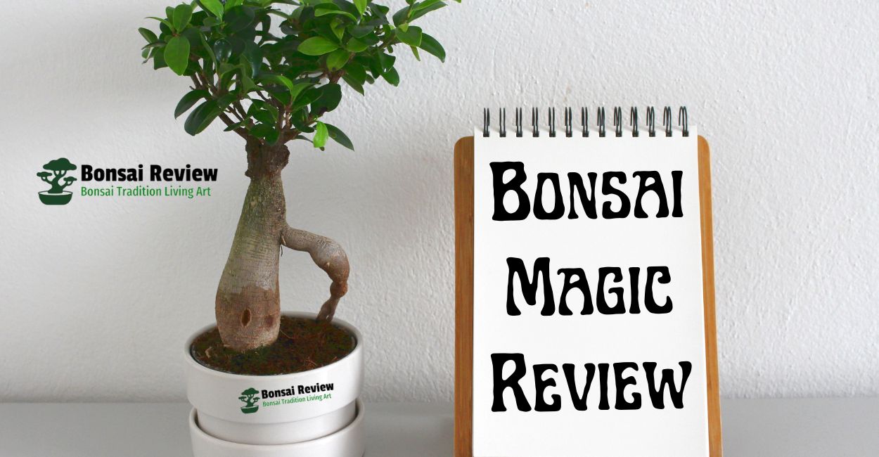 Bonsai Review is a Tradition Living Art